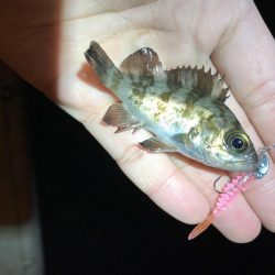 ライトゲーム岬