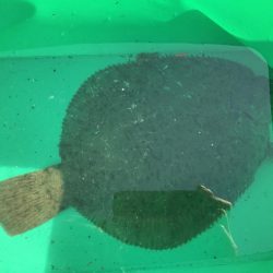 30ｃｍオーバー　カレイ