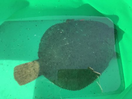 30ｃｍオーバー　カレイ