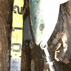 トップ反応なし