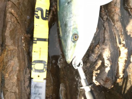 トップ反応なし