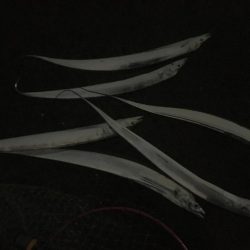 遠征帰りの太刀魚♫