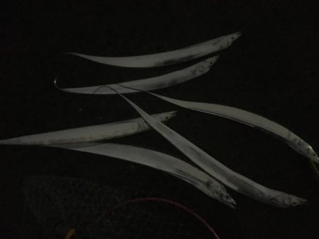 遠征帰りの太刀魚♫