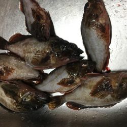 アジングのつもりが