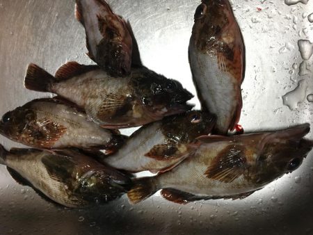 アジングのつもりが