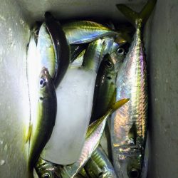 サビキでアジゲット