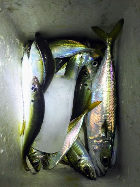 サビキでアジゲット