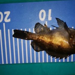 太刀魚釣れず、初メバル