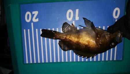 太刀魚釣れず、初メバル