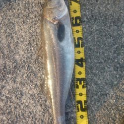 青物不発もシーバスゲット!