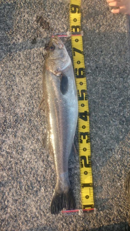 青物不発もシーバスゲット！