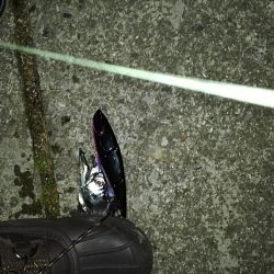 太刀魚、時々、シーバス