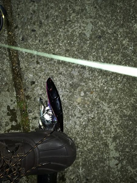 太刀魚、時々、シーバス