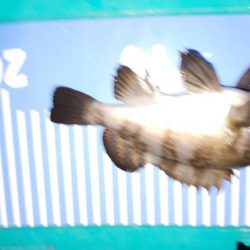 メバル、ワーム食わず