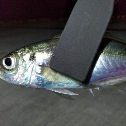 アジが釣れた