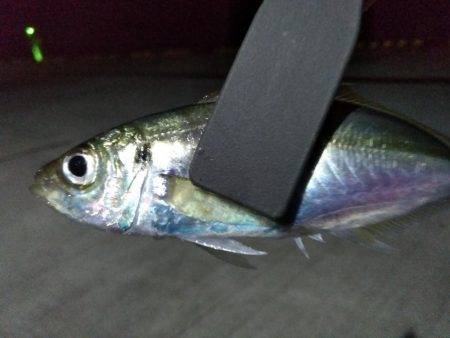 アジが釣れた
