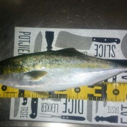 久々のハマチ！