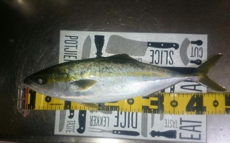 久々のハマチ！