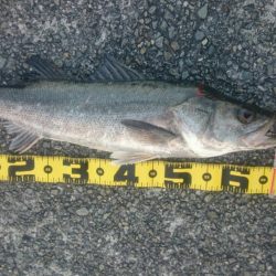 呑ませでスズキ