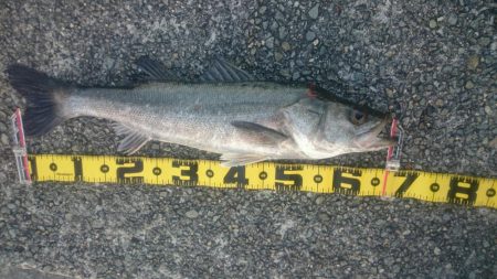 呑ませでスズキ