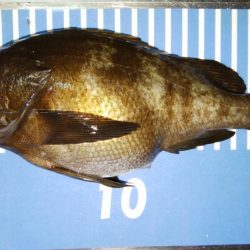 爆風メバリング