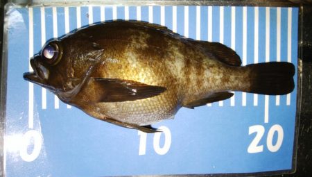 爆風メバリング