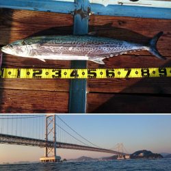 淡路島福良の戎丸でトロサワラゲット