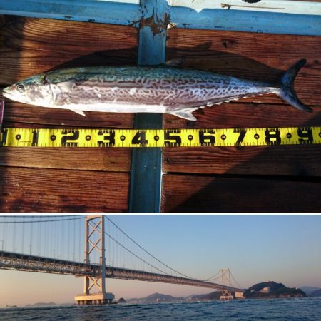 淡路島福良の戎丸でトロサワラゲット