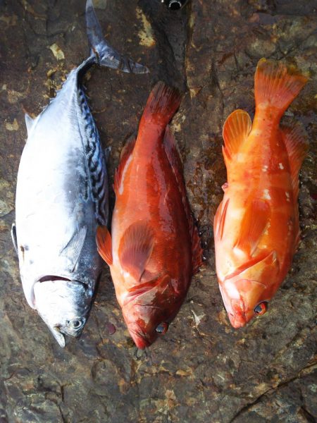 ショアジギにて