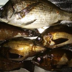 マイクロワインド　メバリング