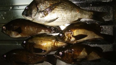 マイクロワインド　メバリング