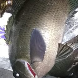 デカアジ出てこいやぁ〜！！