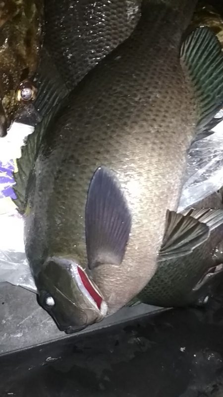 デカアジ出てこいやぁ〜！！