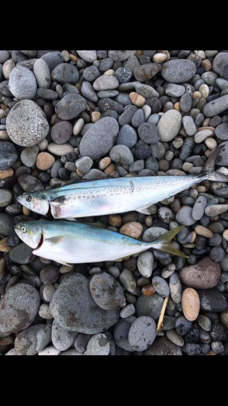 渋いけど青物釣れだす。