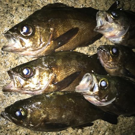 メバリング開幕！