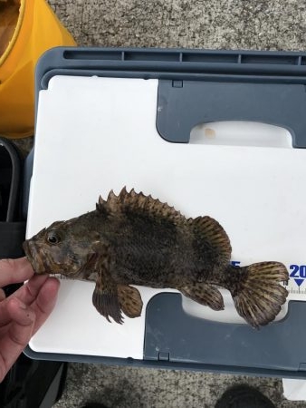 マイワシと根魚