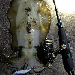 エギング最高！