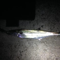 おひさ〜サゴワン