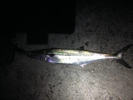 おひさ〜サゴワン