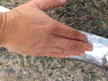 青物不発のタチワン