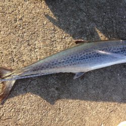 サワラゲットー