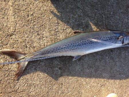 サワラゲットー