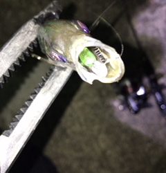 アジ浮いてます