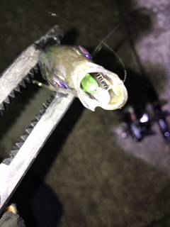 アジ浮いてます