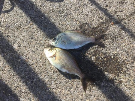 またまた海タナゴ☆