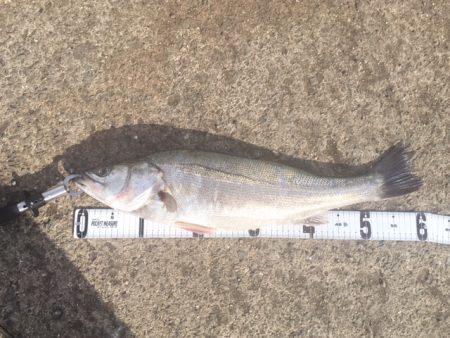 泉佐野食品コンビナートで強風極寒の中60ｃ…