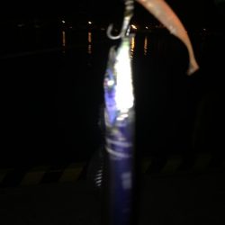 タチウオまだいけそう!