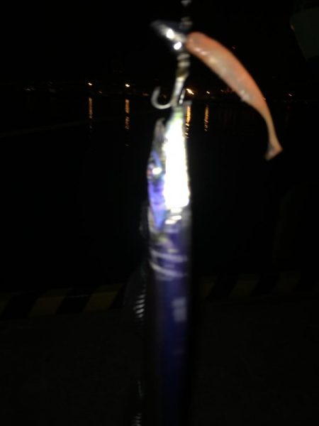 タチウオまだいけそう!