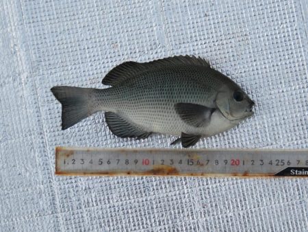 寒いけど釣れればポカポカ