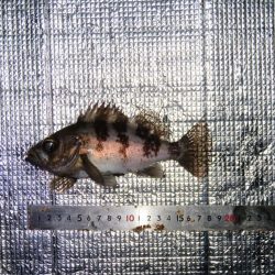 豊浜桟橋周辺はセイゴ支配？